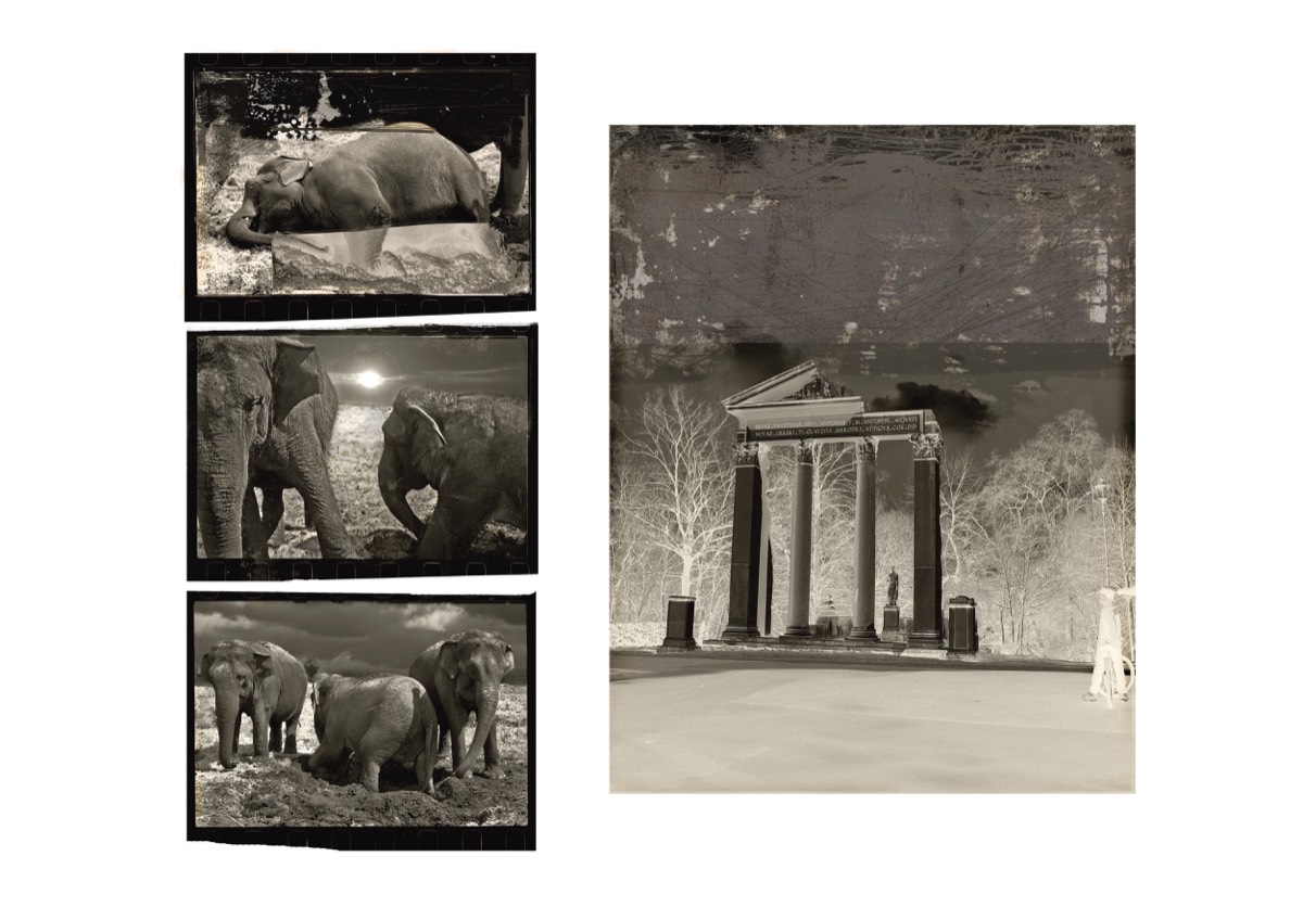 Eléphants à Rome, 2009