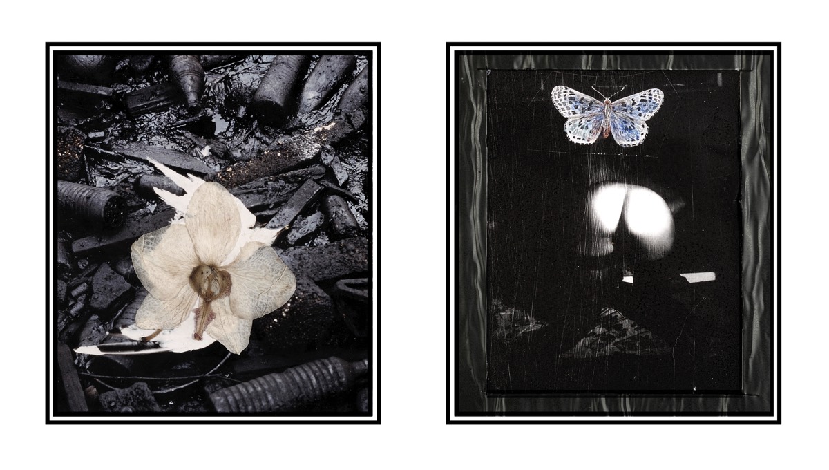 Orchidée et mazout, 2006 - 15 x 26 cm