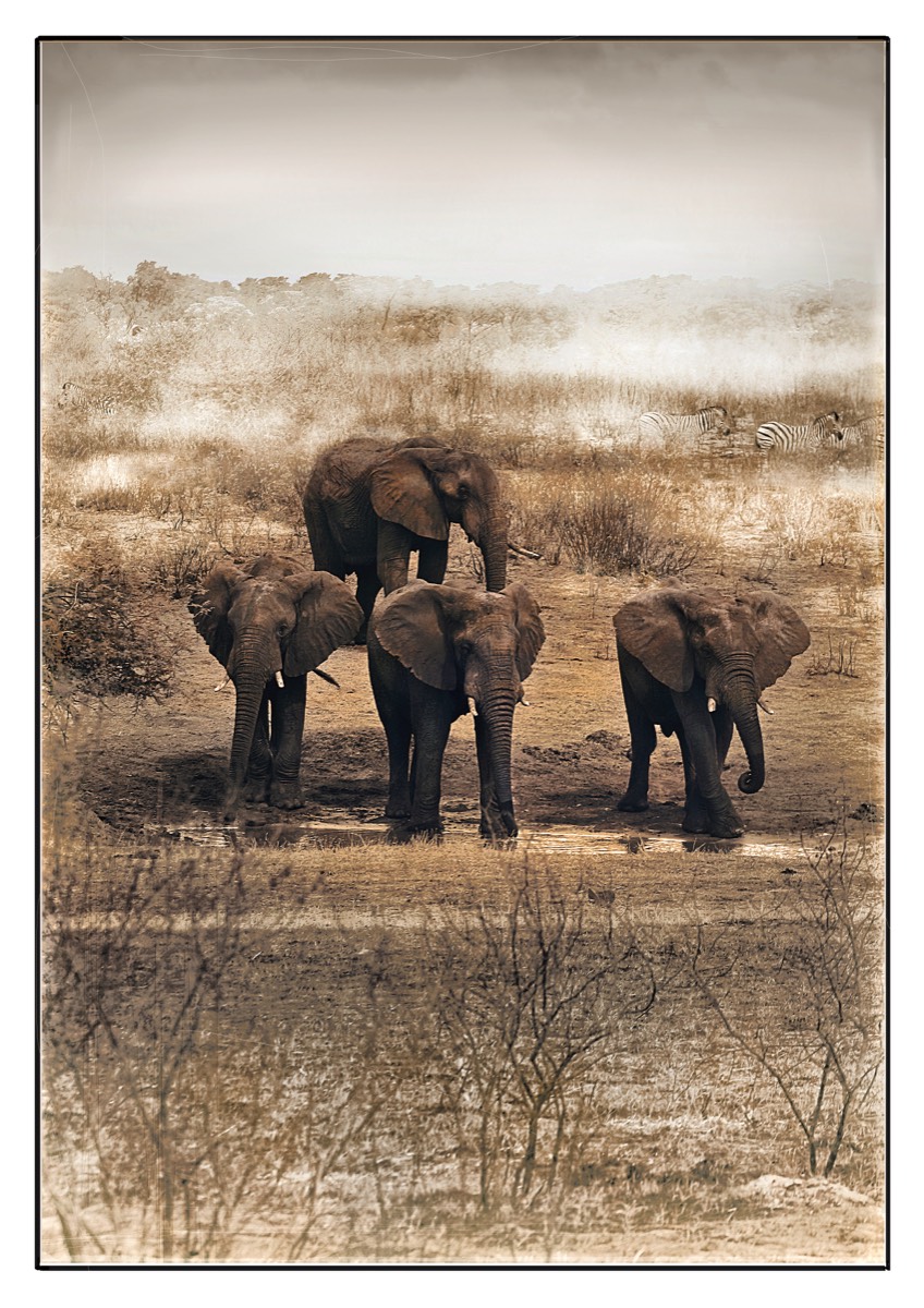 Eléphants dans la brume, 2009